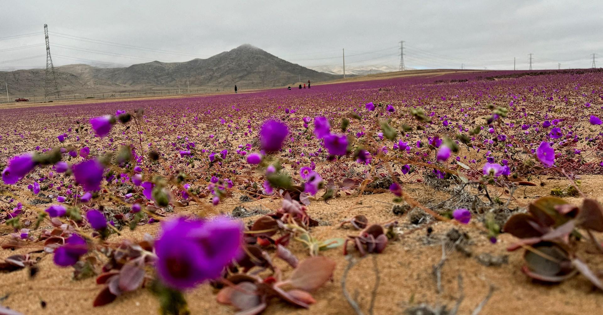 Rains bring rare floral bloom to Chile's Atacama Desert