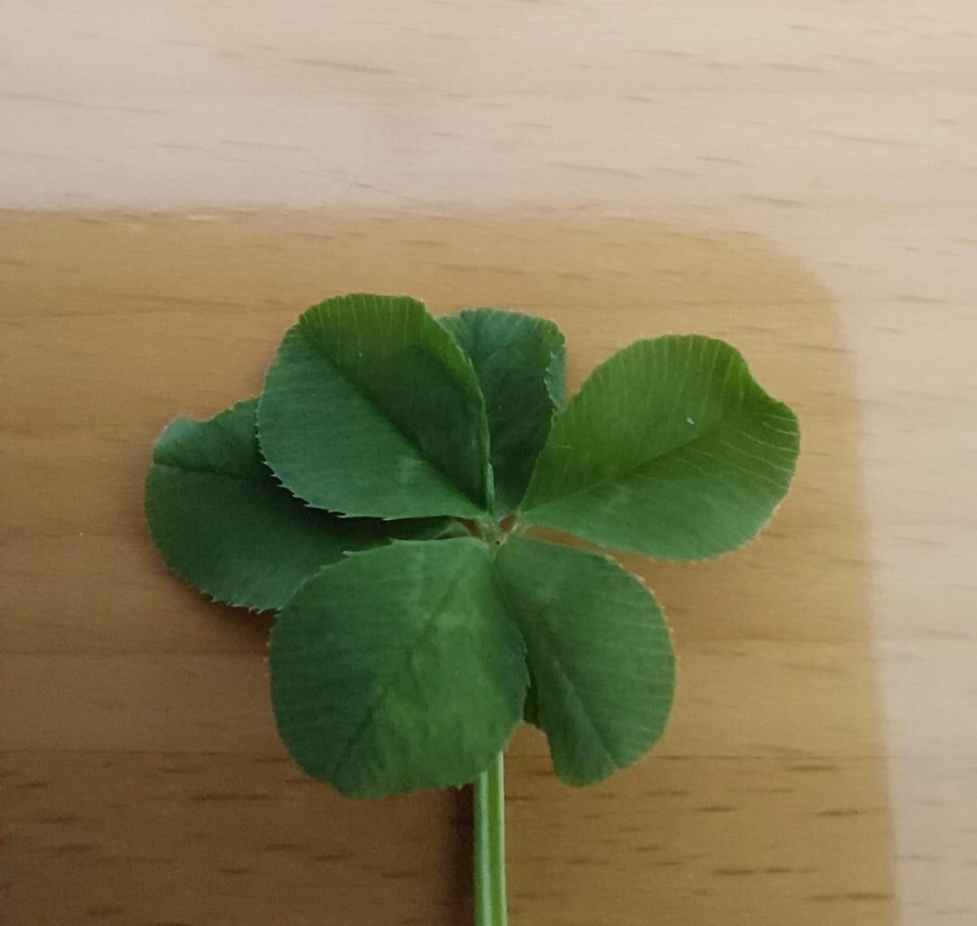 Habe ein sechsblättriges Kleeblatt gefunden 🍀+2