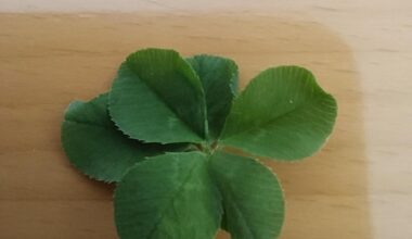 Habe ein sechsblättriges Kleeblatt gefunden 🍀+2