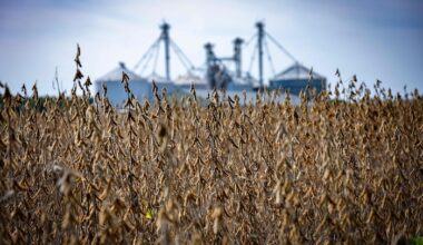 Soybean is ripening at Harborview Farm, where harvest is imminent, Sept. 23, 2025 in Rockhall, Maryland. AFP Yonhap News Agency