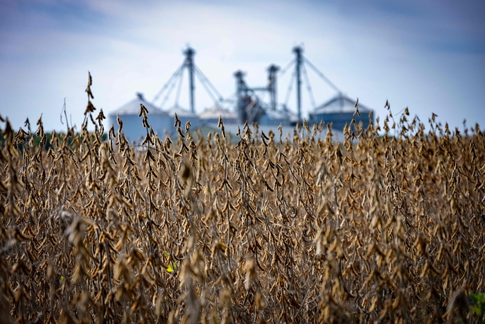 Soybean is ripening at Harborview Farm, where harvest is imminent, Sept. 23, 2025 in Rockhall, Maryland. AFP Yonhap News Agency
