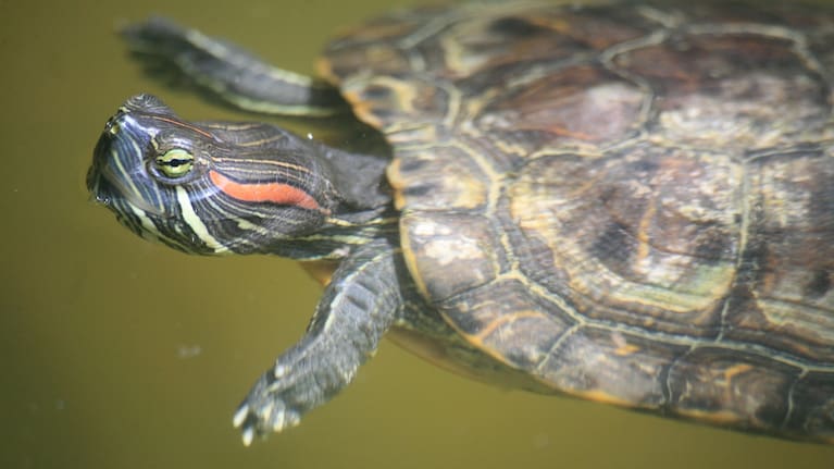 Red-eared slider turtles can destroy native habitats.