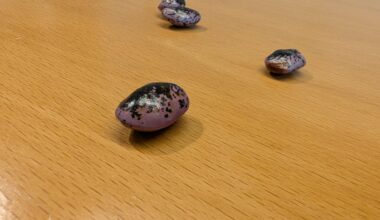 Rostfarben Flecken auf Feuerbohnen?