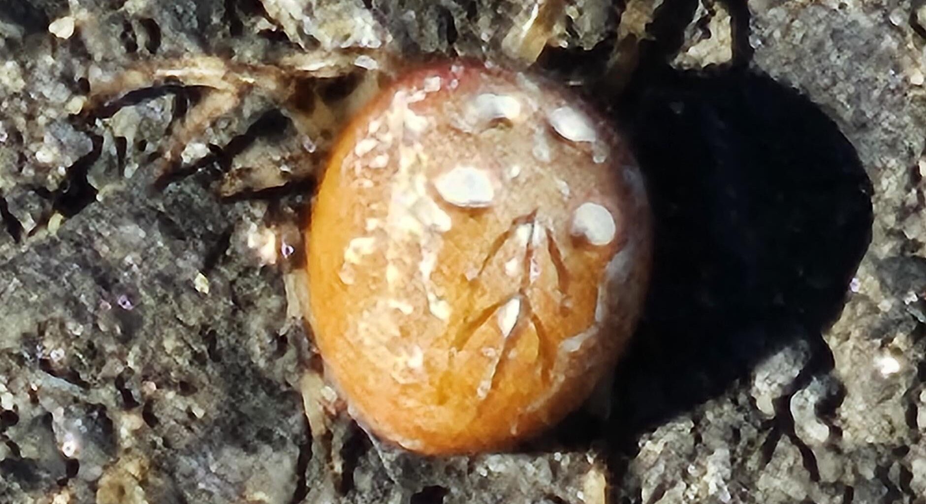 Marmorierte Kreuzspinne
