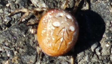 Marmorierte Kreuzspinne