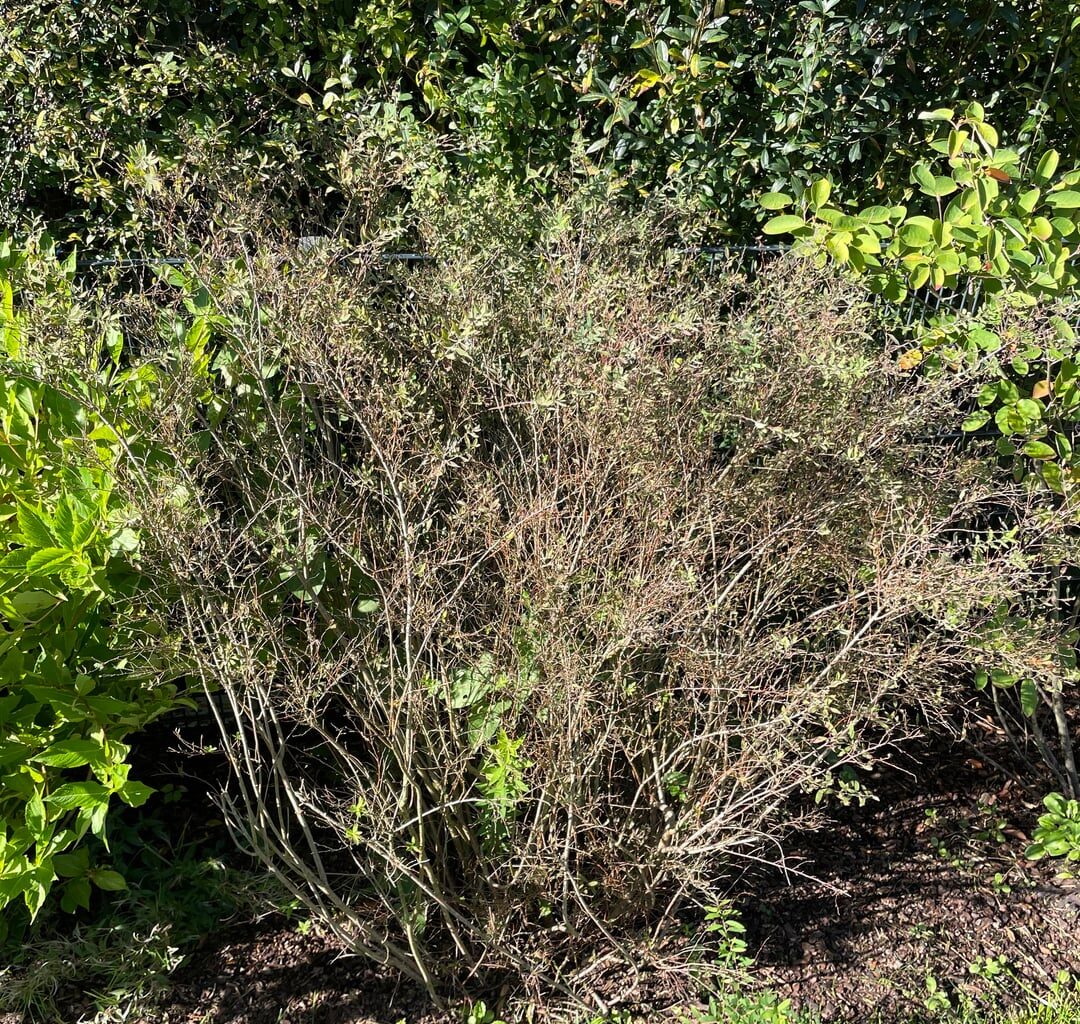 Rispenspiere noch zu retten?