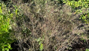 Rispenspiere noch zu retten?