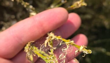 Buchsbaum noch zu retten?