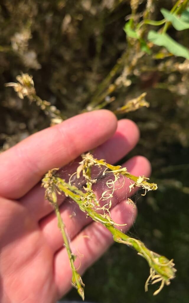 Buchsbaum noch zu retten?