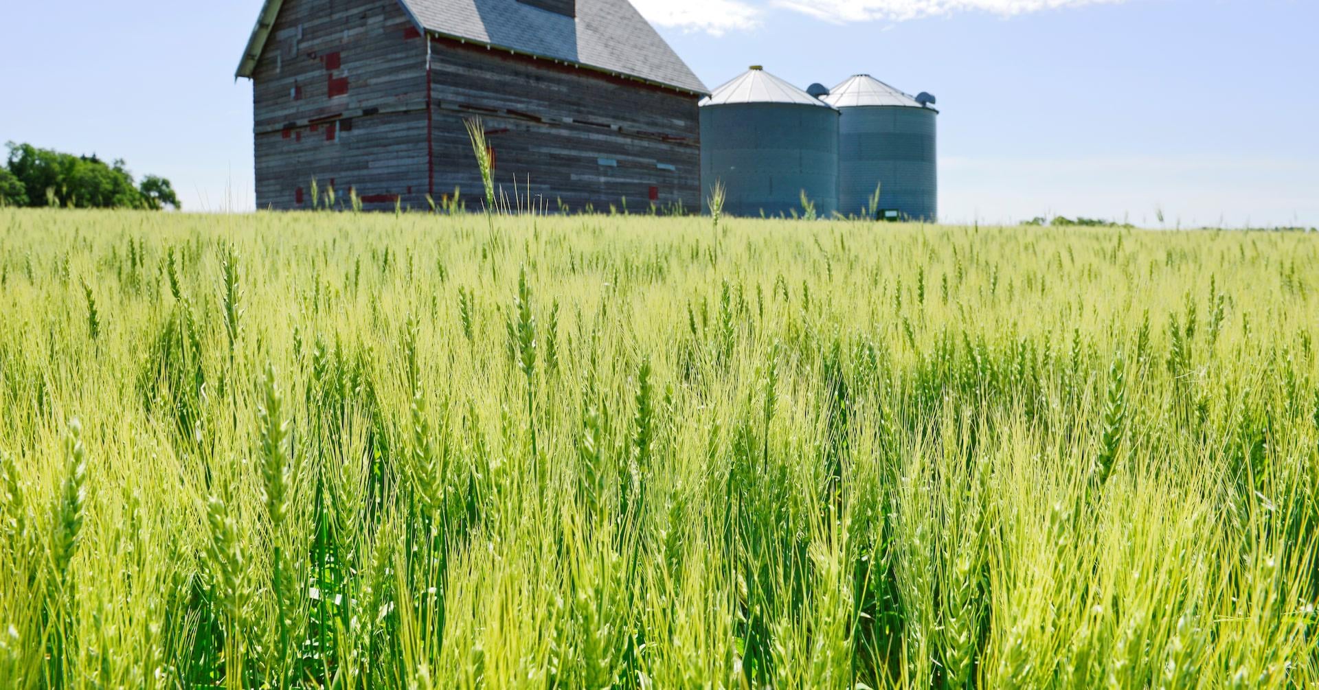 US farmers face 'financial calamity' without extra aid soon, Republican lawmakers say