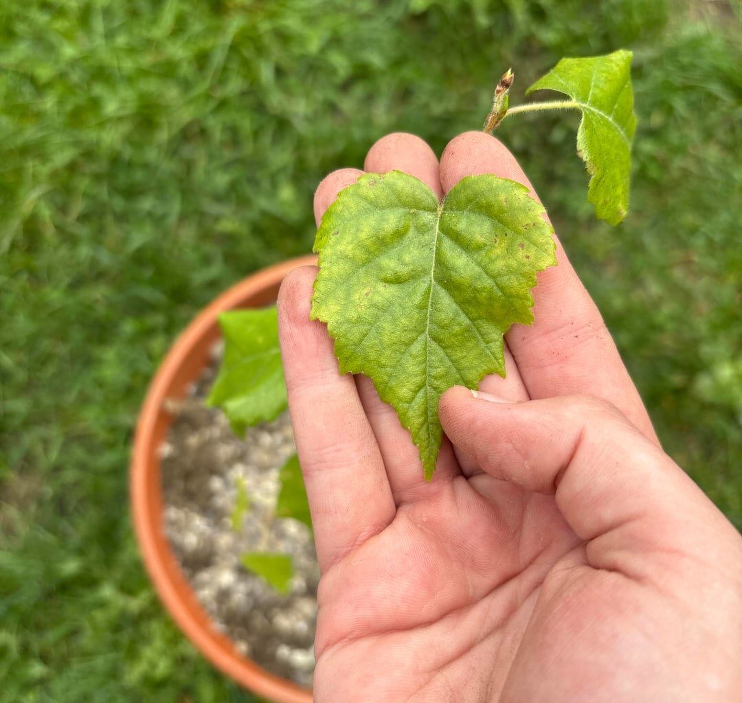 Was ist das für ein Baum? Es