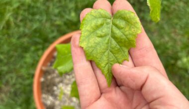 Was ist das für ein Baum? Es