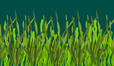 Strategies to Cultivate Seagrass Meadows