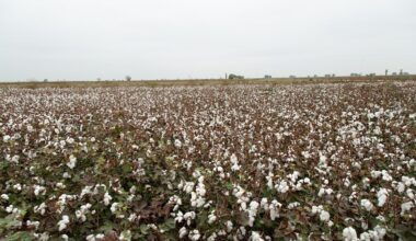 ICE cotton futures rise on crude oil support, firm dollar caps gains