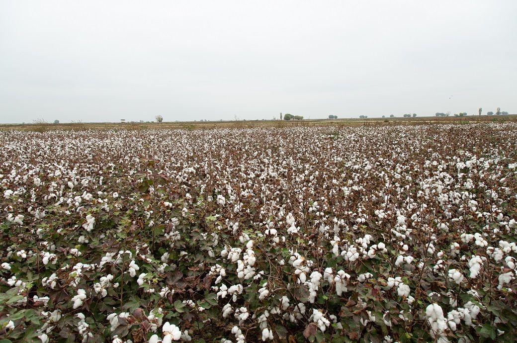 ICE cotton futures rise on crude oil support, firm dollar caps gains