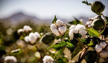 ICE cotton climbs 2-week high on weak dollar, crude oil support