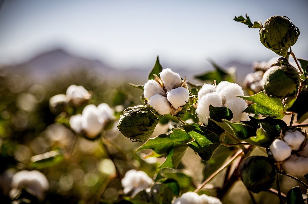ICE cotton climbs 2-week high on weak dollar, crude oil support