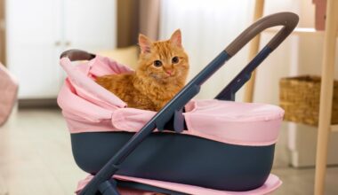 Understanding what Czechia's falling birthrates mean for the future