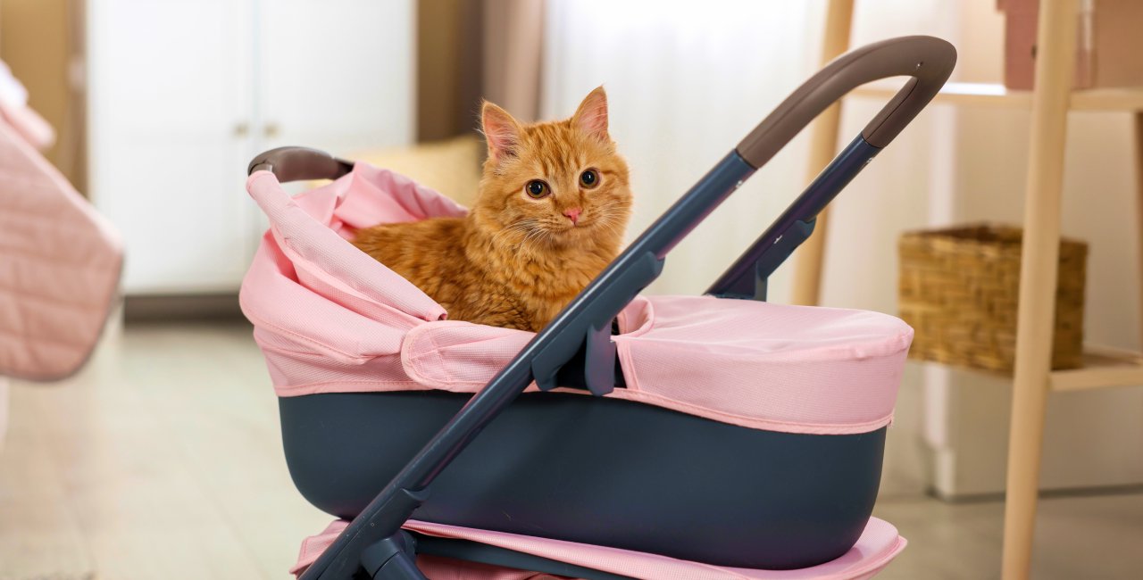 Understanding what Czechia's falling birthrates mean for the future