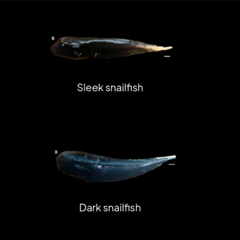 Two fish in a black background. One looks black and the other blue.
