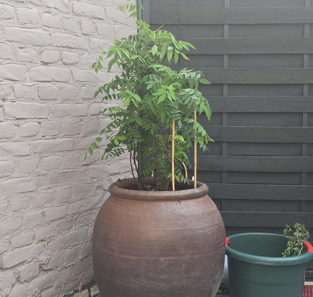 Wisteria (schneiden)