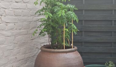 Wisteria (schneiden)