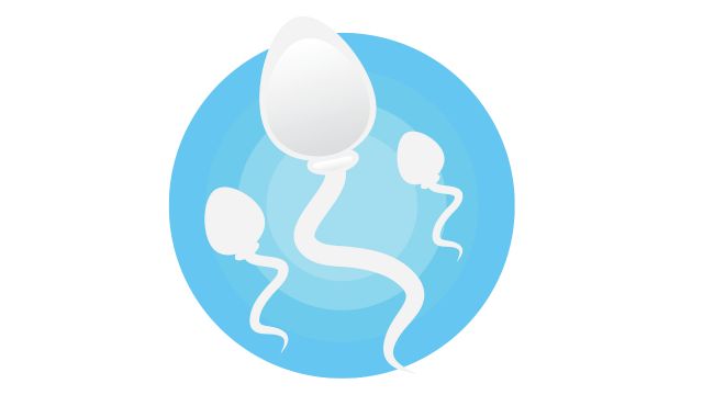 Fast, Strong, and Smart: The Science Behind Sperm Races Fast, Strong, and Smart: The Science Behind Sperm Races