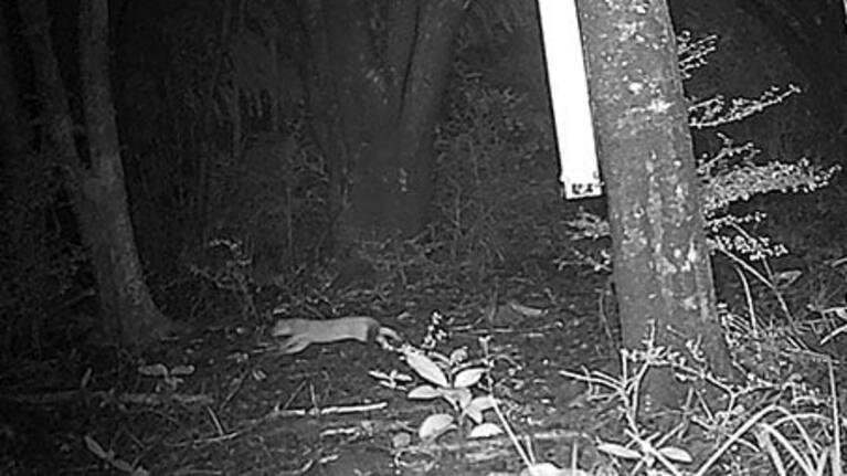 The stoat was captured on a trail camera in July.