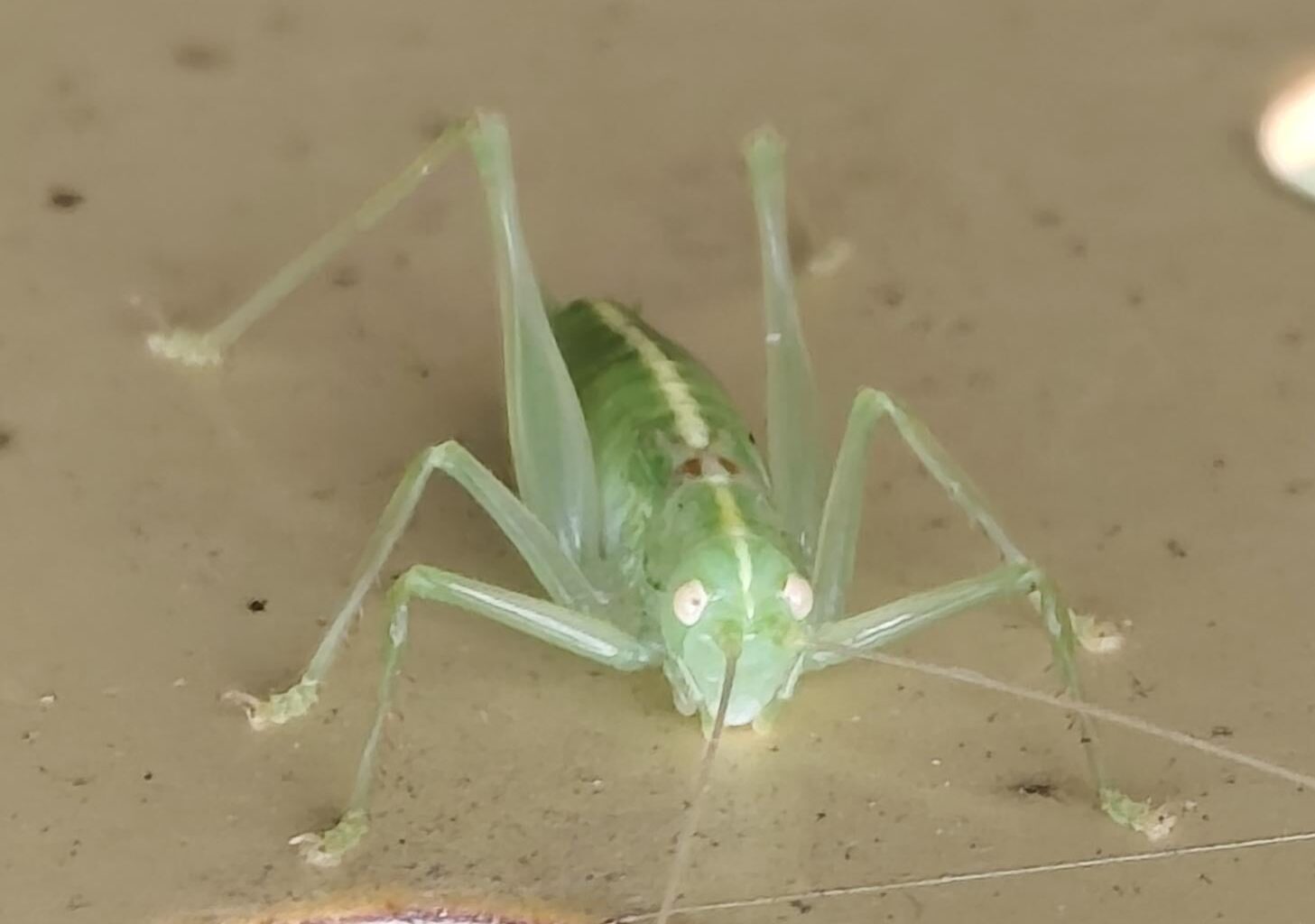 Südländische Eichenschrecke