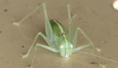 Südländische Eichenschrecke