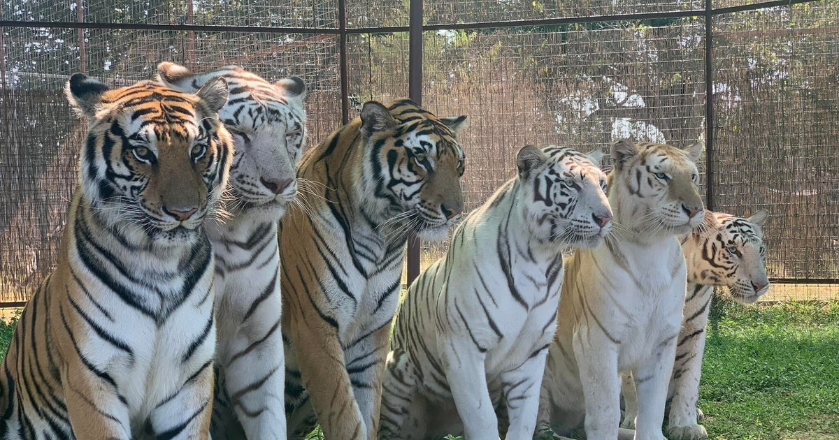 Tiger kills animal handler at wildlife preserve in Oklahoma