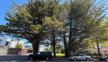 Protected Cyprus trees at centre of Sidney development debate
