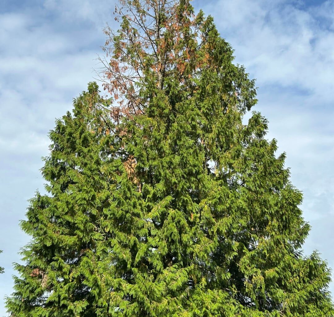 Scheinzypresse verliert Nadeln