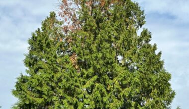 Scheinzypresse verliert Nadeln