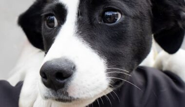 Plea issued to residents wanting a dog
