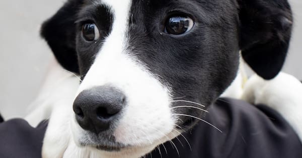 Plea issued to residents wanting a dog