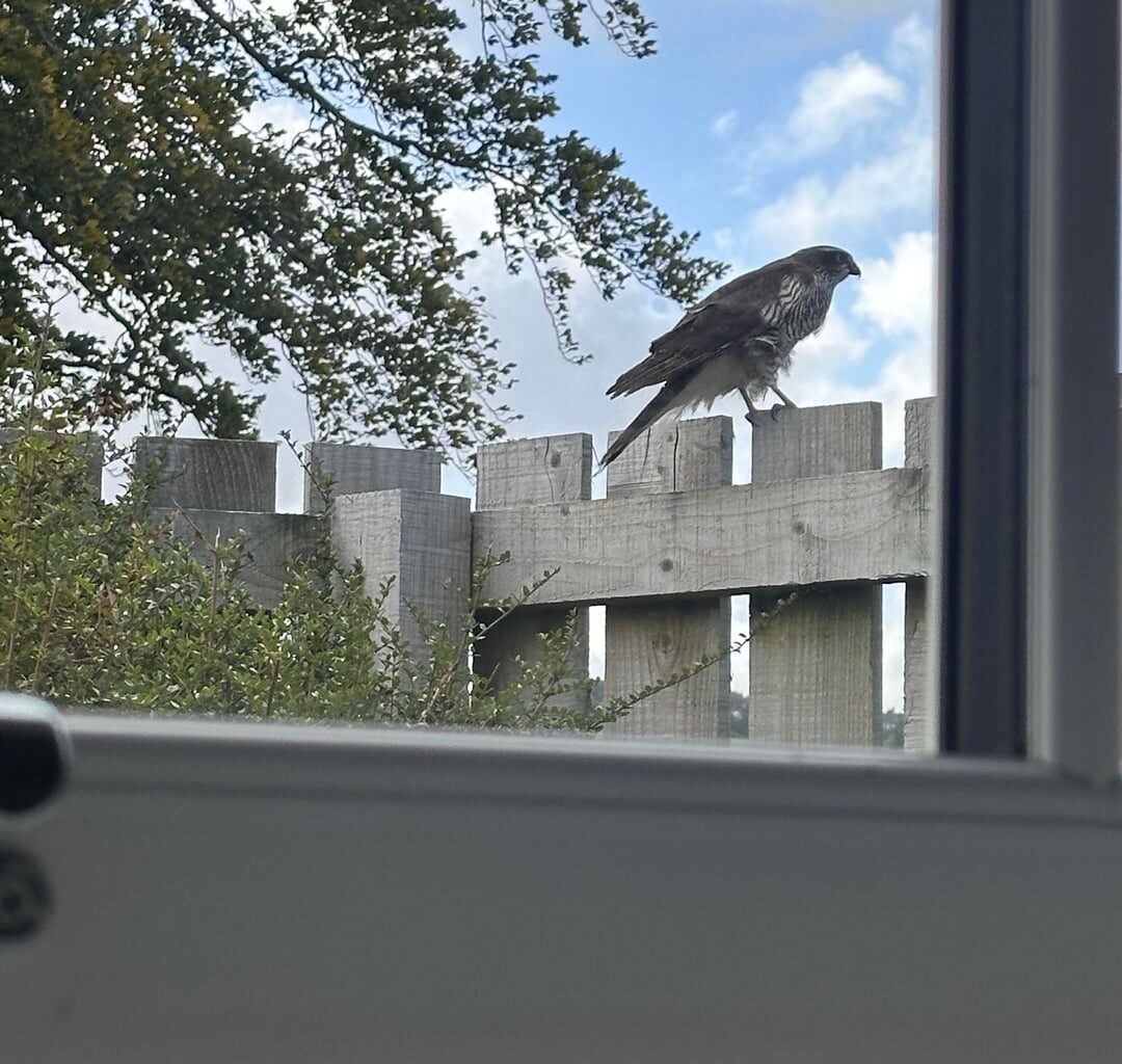 Bird of prey ID