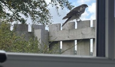 Bird of prey ID