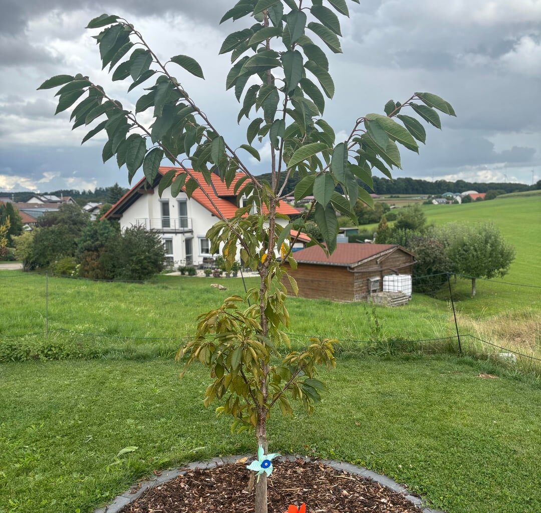 2-Jährige Süßkirsche zuschneiden, herunterbinden oder nichts machen?