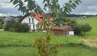 2-Jährige Süßkirsche zuschneiden, herunterbinden oder nichts machen?