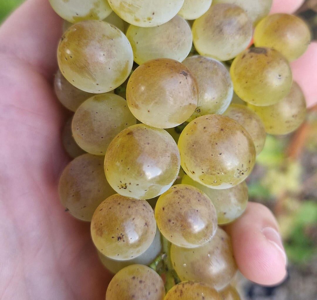 Weinrebe pilzbefall?