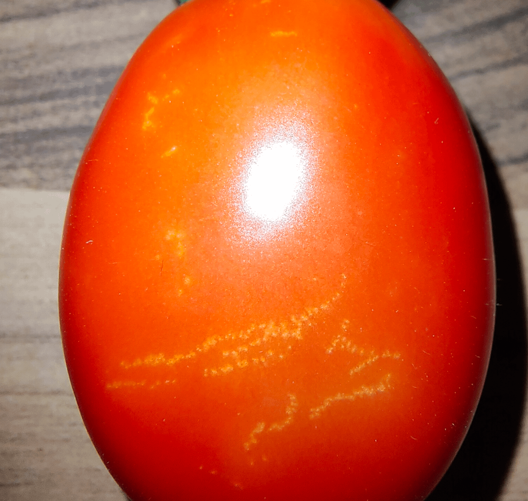 Weiße Punkte und Linien auf den Tomatenfrüchten
