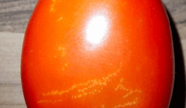 Weiße Punkte und Linien auf den Tomatenfrüchten