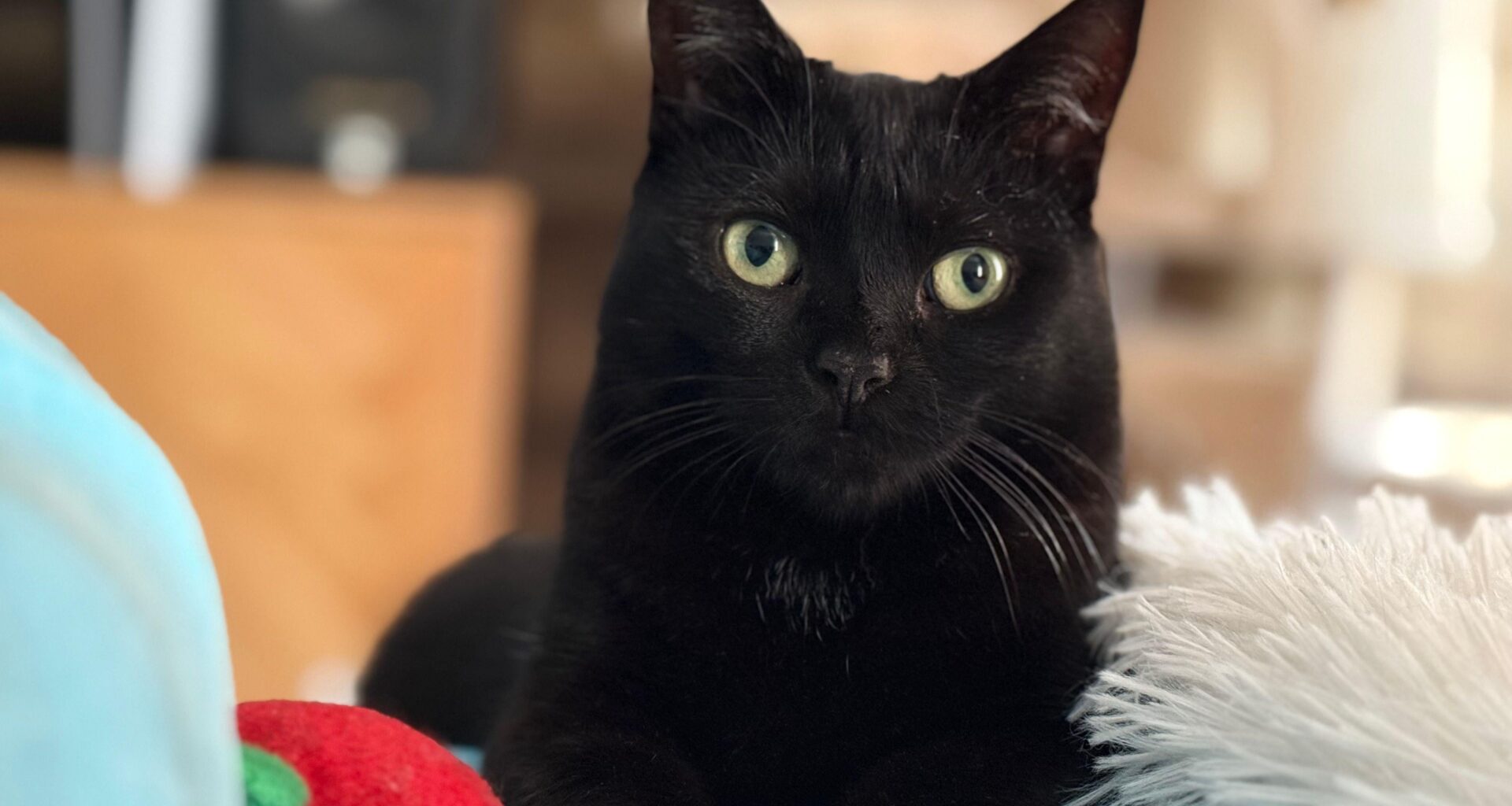 Looking for a new home for my cat , otherwise she will have to return to the shelter… (Brabant, Bxl area)