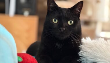 Looking for a new home for my cat , otherwise she will have to return to the shelter… (Brabant, Bxl area)