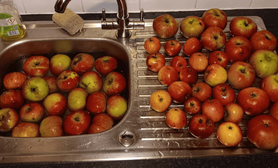 Anybody else own Apple trees?