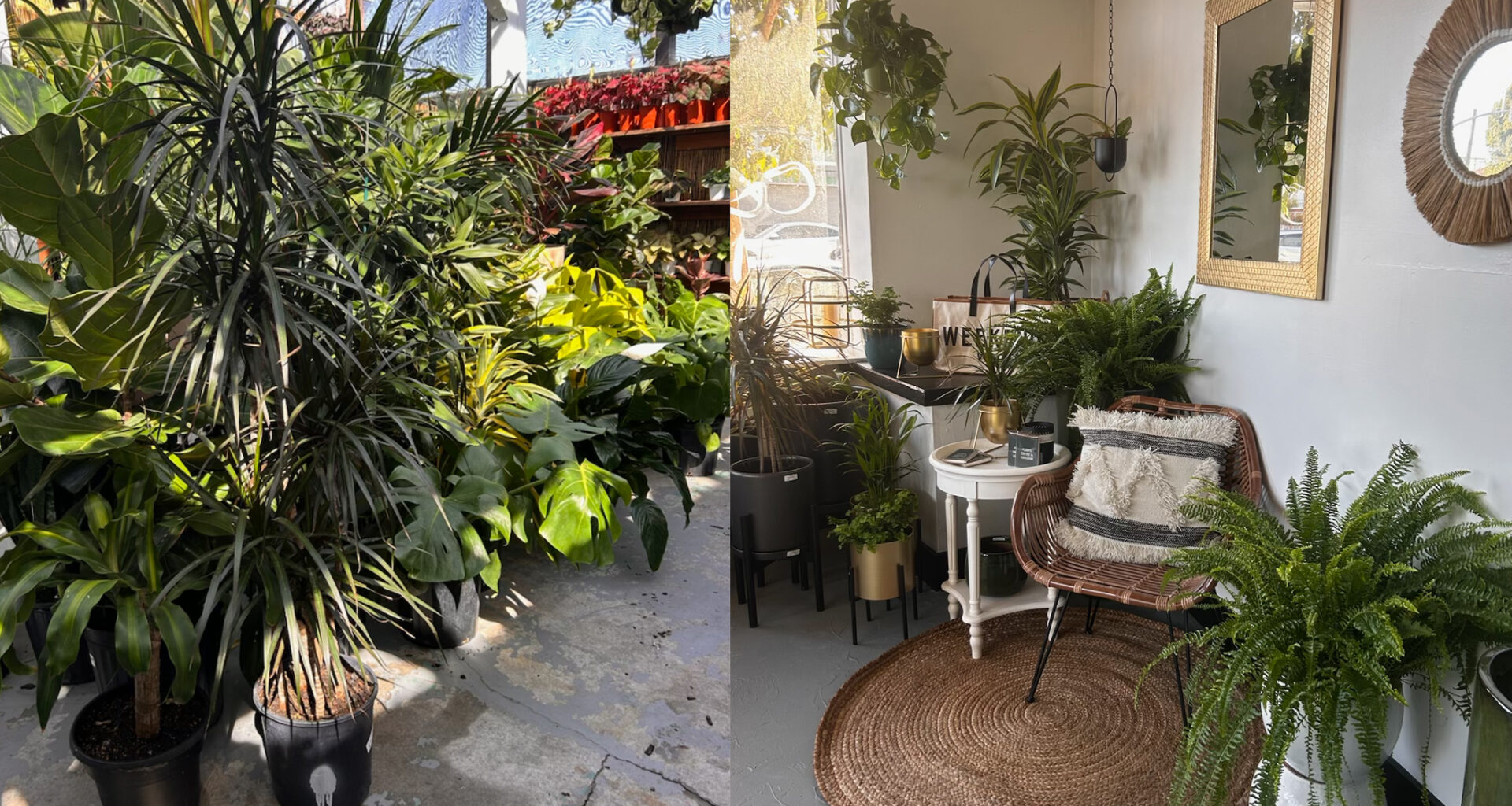 Choose the Right Tropical Plants Your Indoor Space