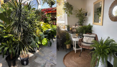 Choose the Right Tropical Plants Your Indoor Space
