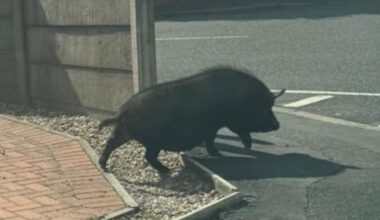 Spotted this little guy running down the street earlier.