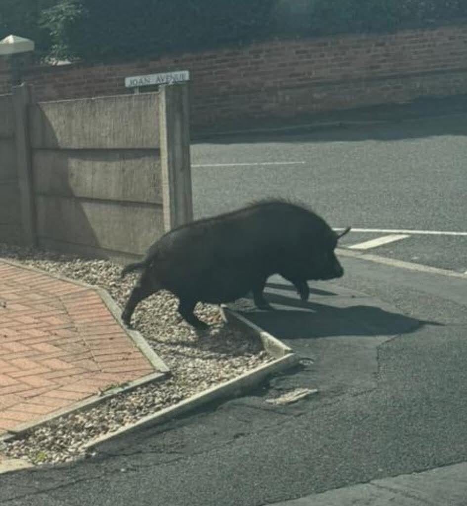 Spotted this little guy running down the street earlier.